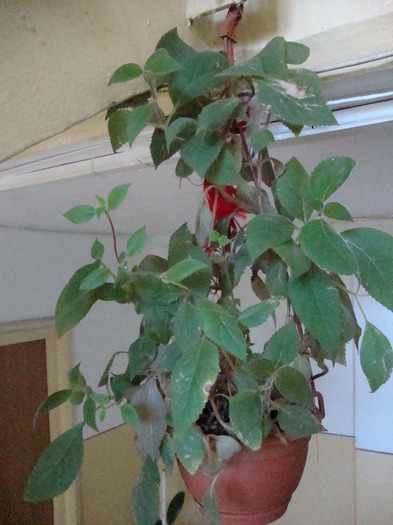 DSC09550; - Kohleria
