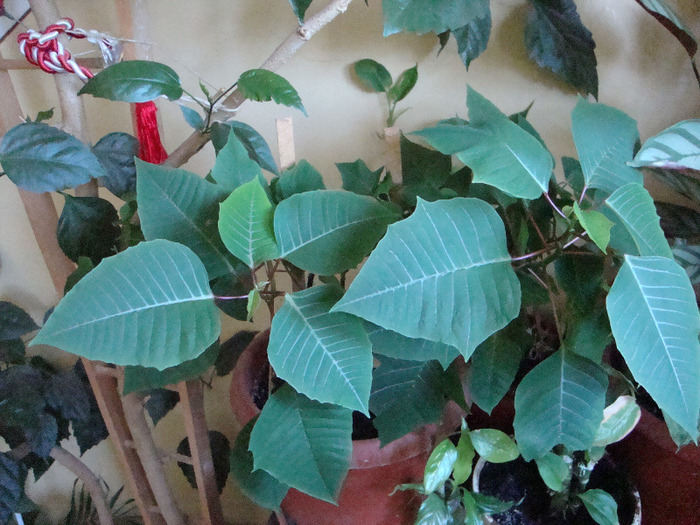 CRACIUNITA; CRACIUNITA
