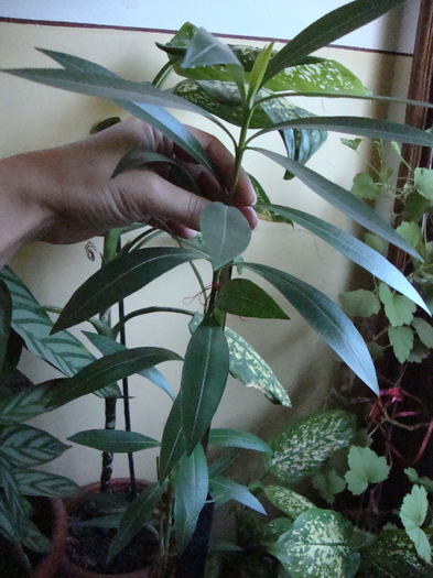 LEANDRU FACE FLORI ALBE; LEANDRU--FACE FLORI ALBE.
