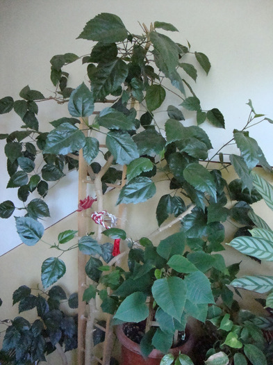 TRANDAFIR JAPONEZ,FACE FLORI ROSI; TRANDAFIR JAPONEZ &quot;FACE FLORI ROSI&quot;
