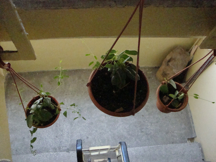 IASOMIE CURGATOARE; IASOMIE=CUMPARATE DE LA BAKKER
