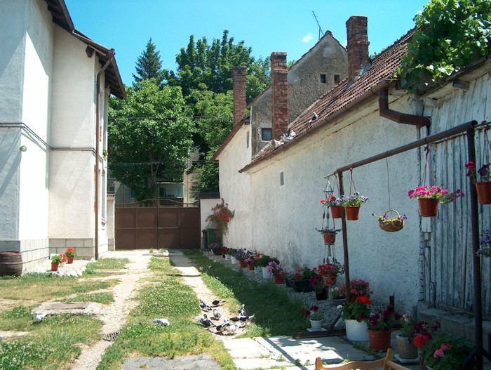 Porumbeii lui Titi STANCIU - Porumbari de BRASOV