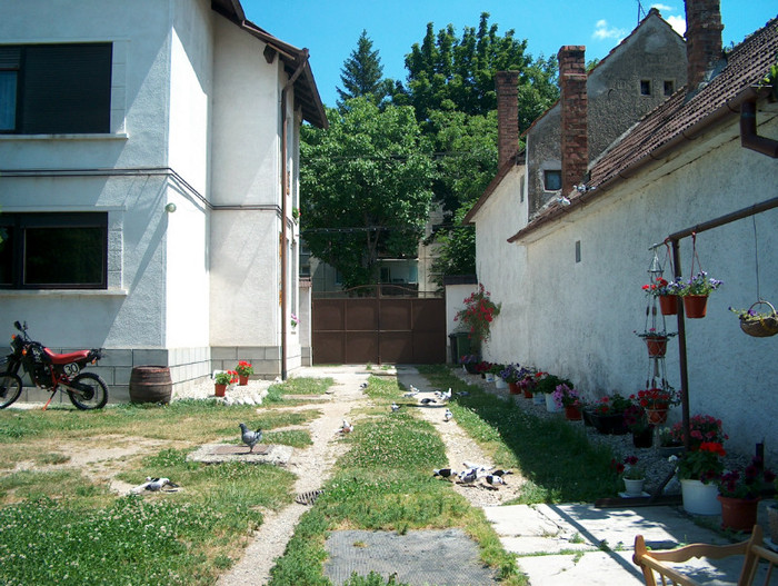 Porumbeii lui Titi STANCIU - Porumbari de BRASOV