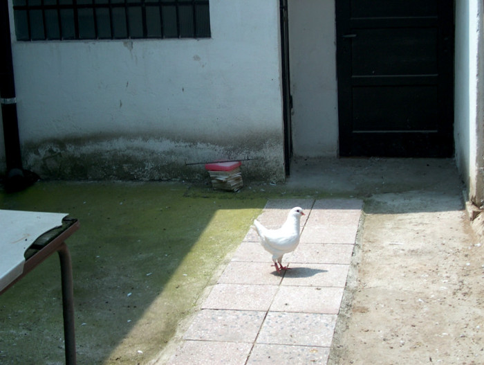 Porumbeii lui Titi STANCIU