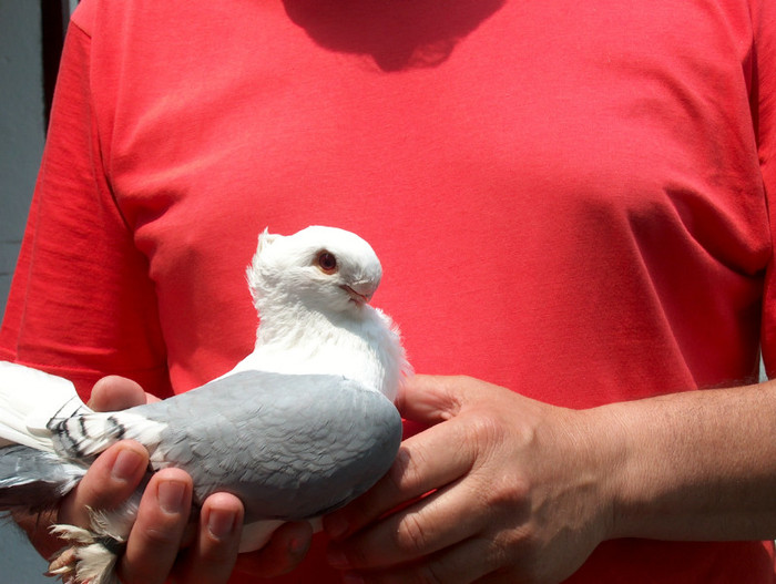 Bluetu lui Titi STANCIU