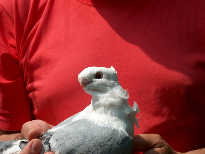 Bluetu lui Titi STANCIU