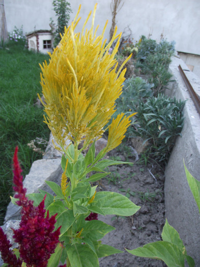 DSCF5227 - toamna