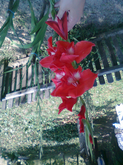 Photo0209; GLADIOLA

