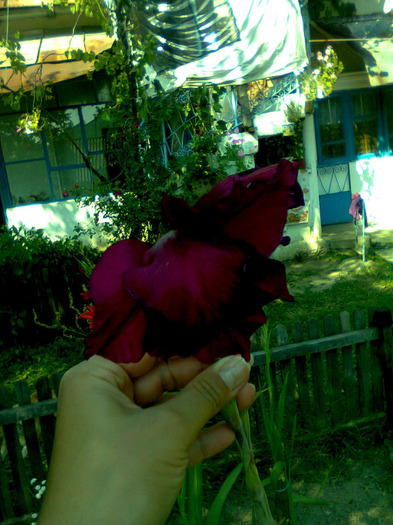 Photo0213; GLADIOLA GRENA
