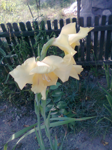 Photo0210; GLADIOLA GALBENA
