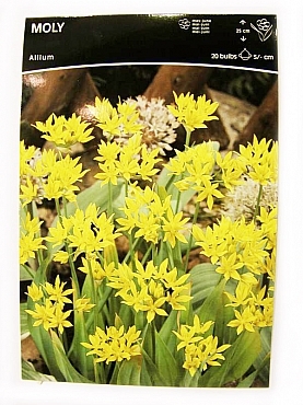 allium-moly-syn-luteum-20-bucati-pachet-16271-1[1]