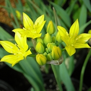 allium-moly-syn-luteum-20-bucati-pachet-16271-4