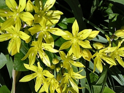 allium-moly-syn-luteum-20-bucati-pachet-16271-5