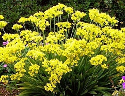 allium-moly-syn-luteum-20-bucati-pachet-16271-7