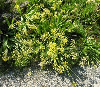 normal_allium-moly27223