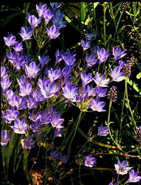 Triteleia_Queen_Fabiola2