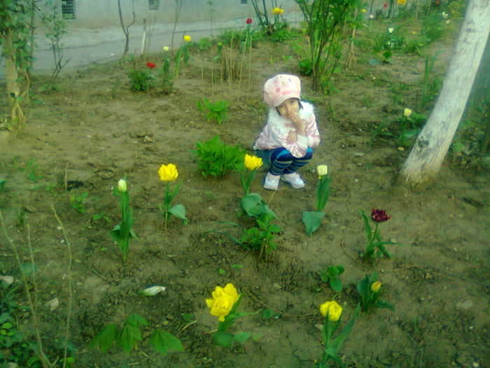 LALELE PUSE DE MINE IN FATA BLOCULUI