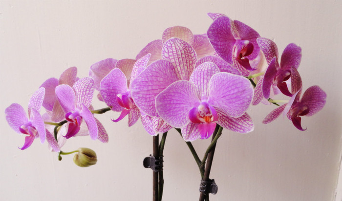 Gata sa infloreasca - Orhidee phalaenopsis