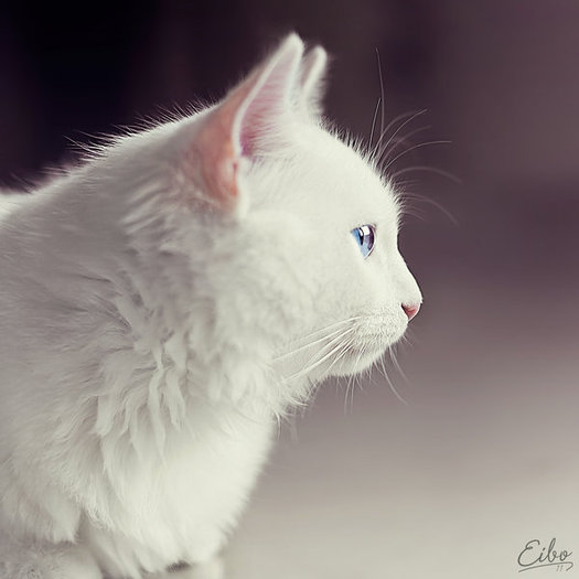 aperture_by_eibo_jeddah-d48mcmi