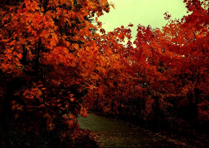 autumn_feeling_by_karil-d48lwe3