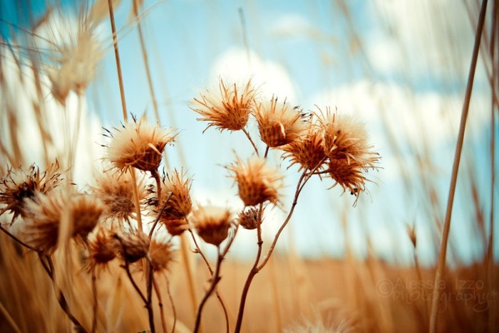 colors_of_a_summer_by_bettytox-d494fwi