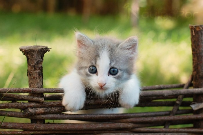 cool_kitten_by_naviga7or-d48ll0o - Poze artistice