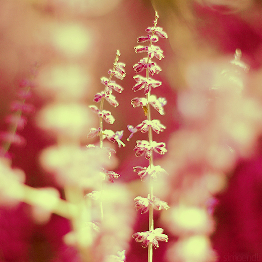 lavender_love__by_simoendli - Poze artistice