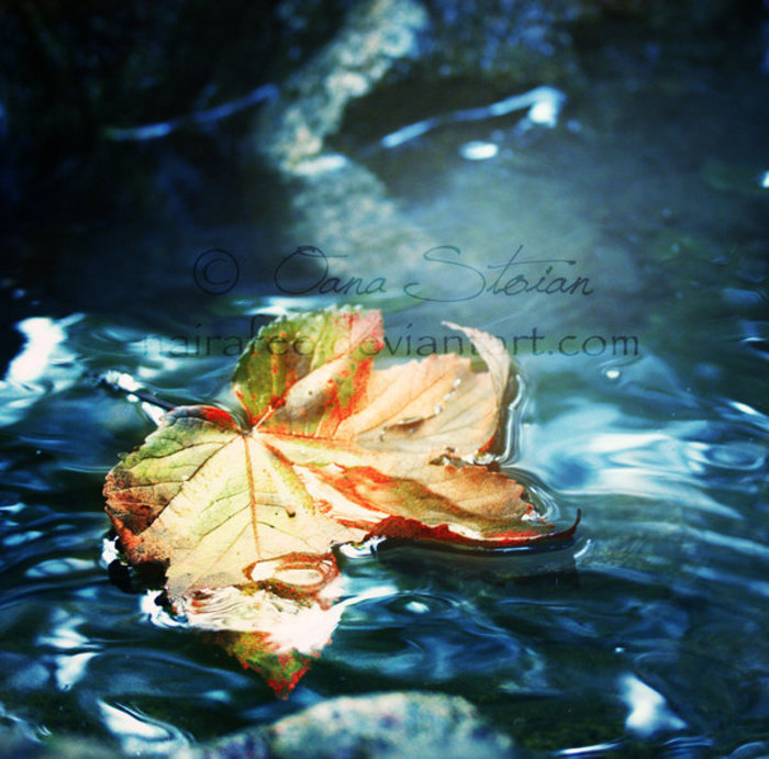 leaf_by_nairafee-d48u3kw - Poze artistice