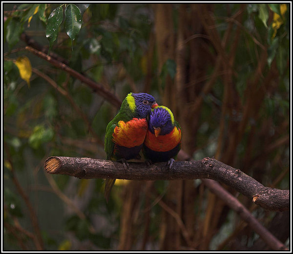 Love_by_caro77 - Poze artistice