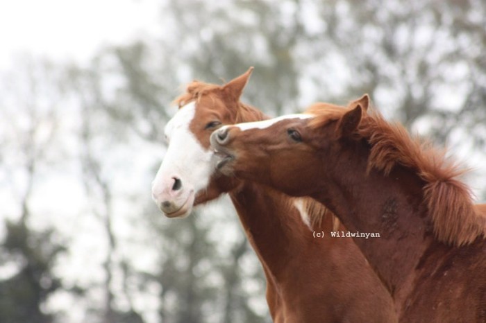 Love_by_WildWinyan - Poze artistice