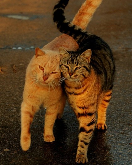 Love_story_by_BogdanBoev - Poze artistice