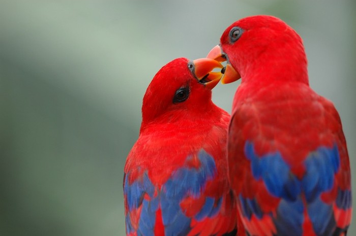 Parrot_in_love_by_wiltz - Poze artistice