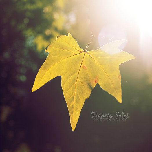 summer_fades_by_frances23-d48pzca - Poze artistice