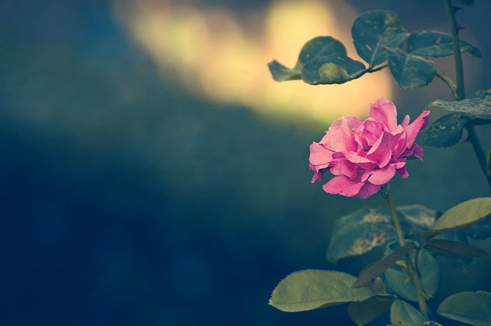 the_rose_you_never_gave_me_by_mebilia-d48i3d6 - Poze artistice