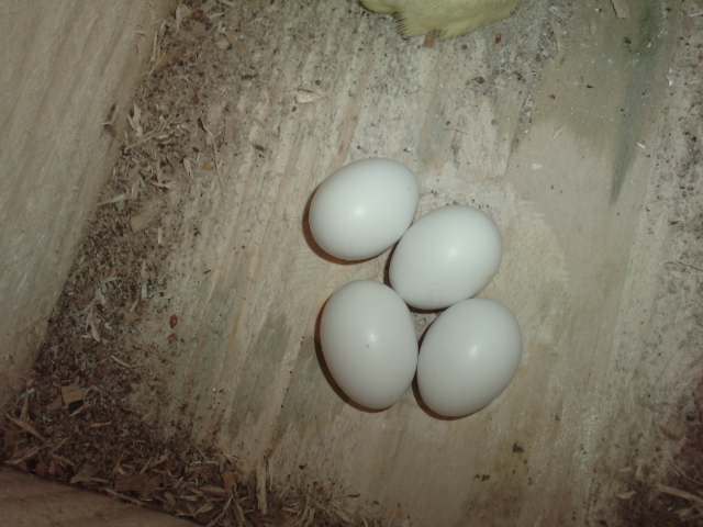 P250811_07.390001