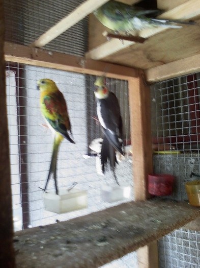 20110125_154422 - Papagali Iulie 2010
