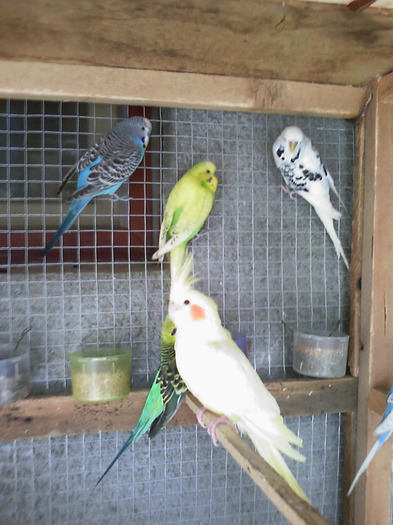 20110125_154453 - Papagali Iulie 2010