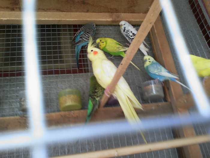 20110125_154521 - Papagali Iulie 2010