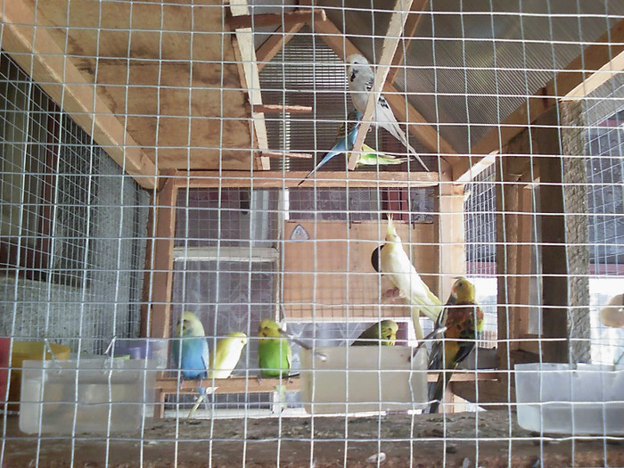 20110125_161231 - Papagali Iulie 2010