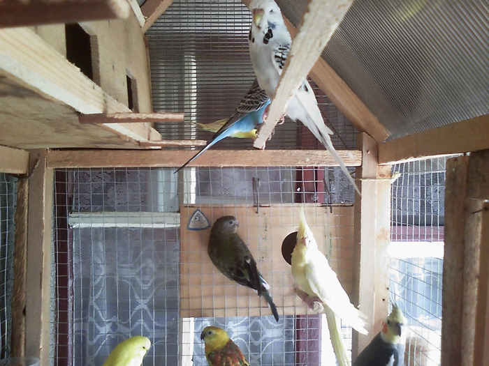 20110125_161349 - Papagali Iulie 2010