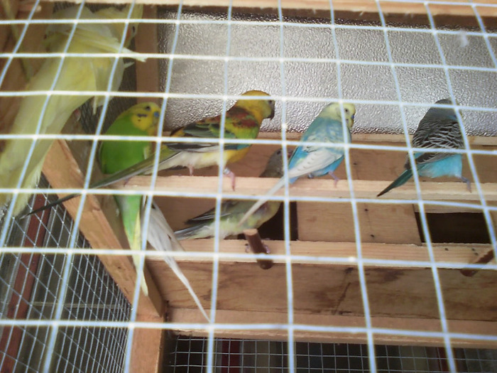 20110125_161708 - Papagali Iulie 2010