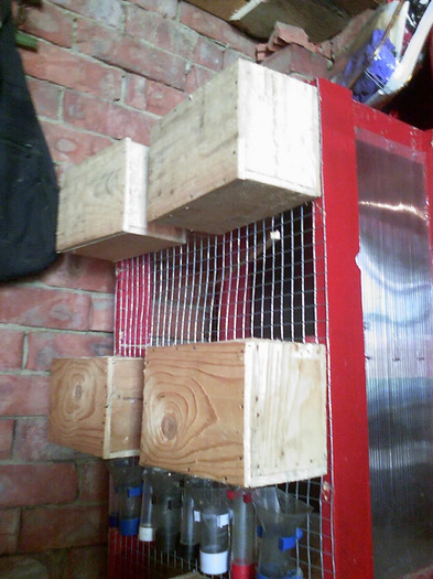 20110125_162121 - Papagali Iulie 2010