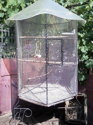 20110125_162222 - Papagali Iulie 2010