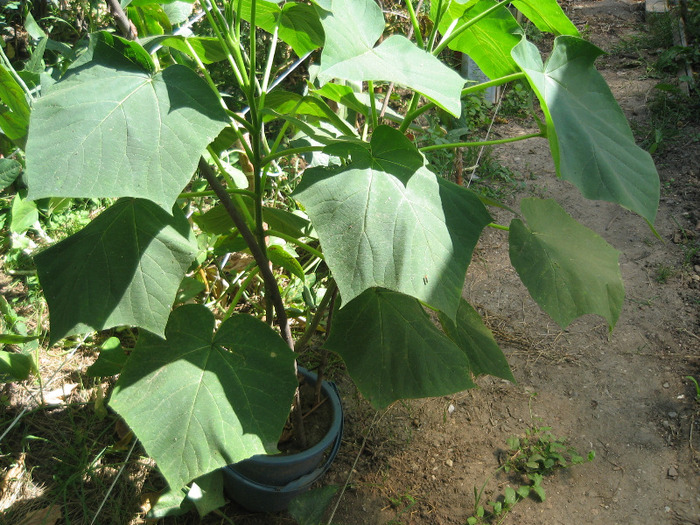 Paulownia tomentosa - Gradina noastra 2011