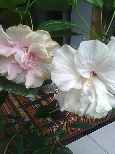 Imagine1386 - HIBISCUS-2012