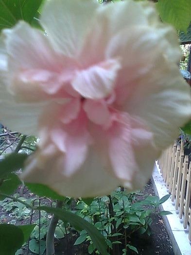 Imagine1385 - HIBISCUS-2012