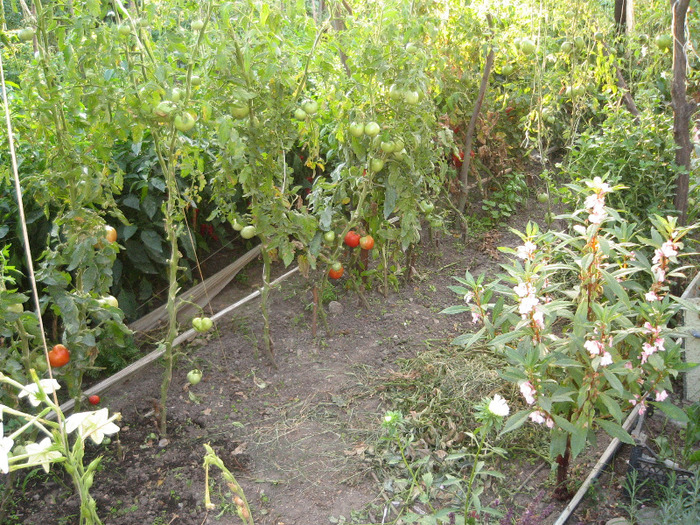 Am inceput curatenia de toamna - Gradina noastra 2011
