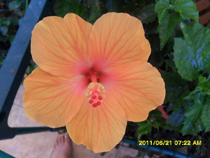 Ankara - Hibiscus 2011