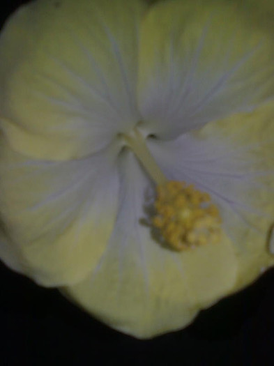 Imagine1411 - HIBISCUS-2012