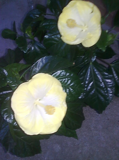 Imagine1408 - HIBISCUS-2012